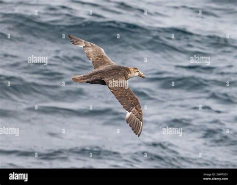 A Southern Giant Petrel Macronectes Giganteus Flying Over Ocean