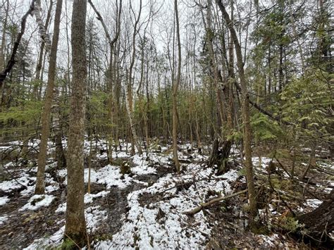 Township Of South Glengarry To Donate 115 Acres Of Forests To Rrca