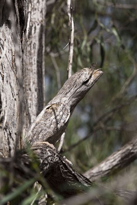 Now you see them: Can you spot these camouflaged critters? | New York Post