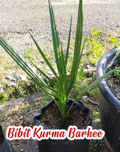 Jual Bibit Kurma Barhee Tropis Perbanyakan Kultur Jaringan