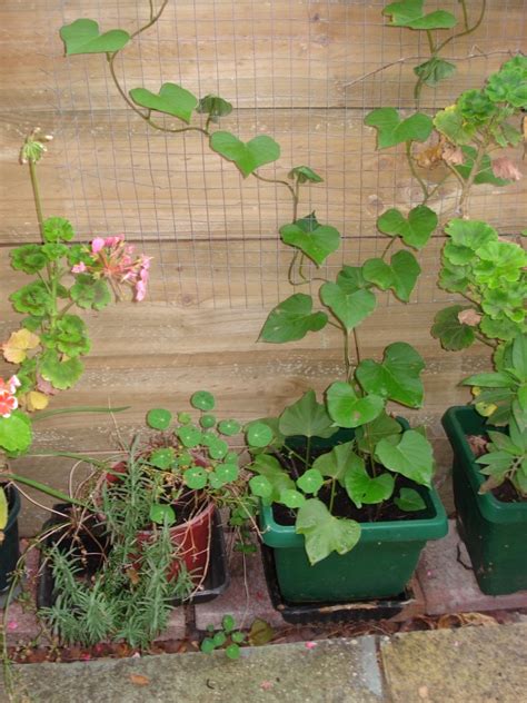 How To Grow Your Own Sweet Potatoes In A Small Container Dengarden