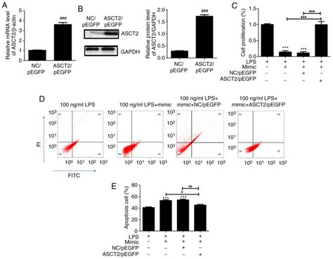 Mir‑125b‑5p Inhibits Cell Proliferation By Targeting Asct2 And