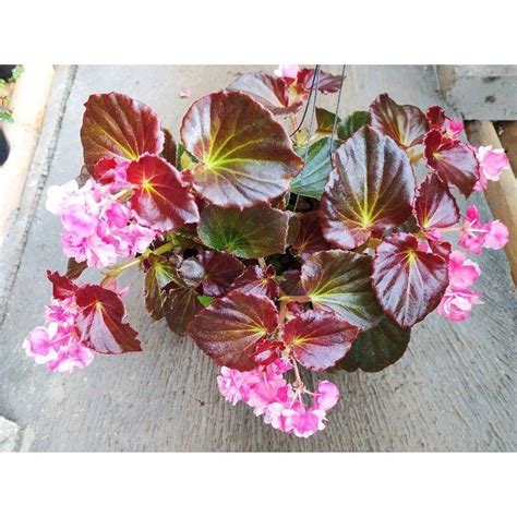 Jual Tanaman Hias Begonia Promo Beli Gratis Merah Shopee Indonesia