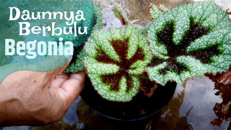 Mengenal Tanaman Begonia Dan Cara Perbanyakannya Youtube