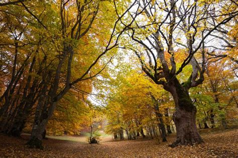 L Incanto Autunnale Dell Abruzzo Un Viaggio Tra I Colori Del Foliage