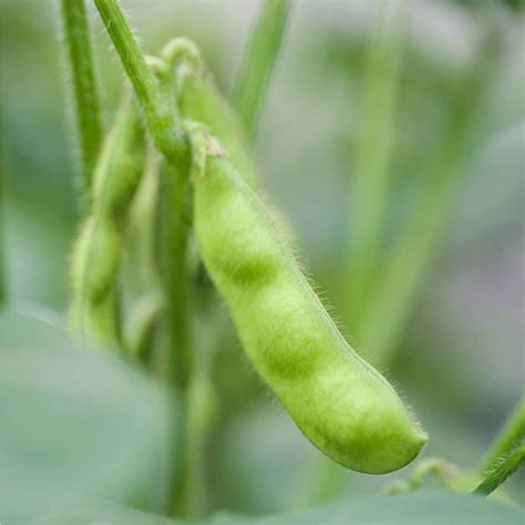 Growing Edamame Green Packs