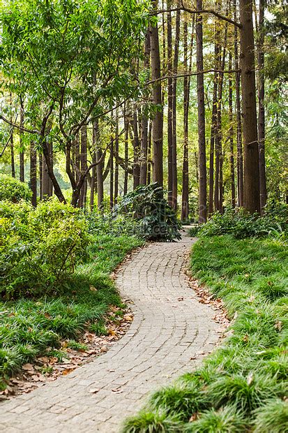 Bosques De Piedra Camino Paisaje Natural. Foto | Descarga Gratuita HD ...