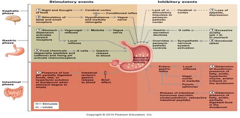 Cephalic Phase Gastric Phase Intestinal Phase