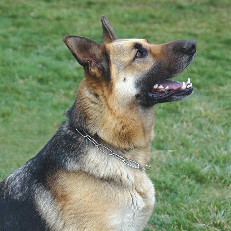 German Shepherd Chain Collar Petsidi