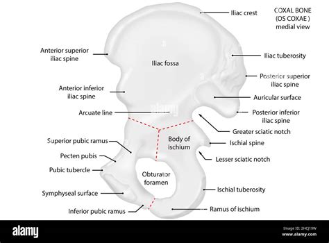 Obturator foramen Cut Out Stock Images & Pictures - Alamy