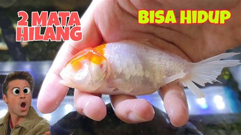 Allahuakbar Ajaib Ikan Buta Tapi Bisa Bertahan Hidup Lama Banget Youtube