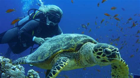 Turtle Nesting Season — Jupiter Scuba Diving