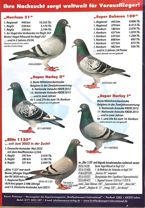 Brieftauben Auktion De V R P Ttmann Sohn Regv Bester