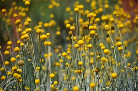 Flower Craspedia Globosa Drumstick Seeds Ebay