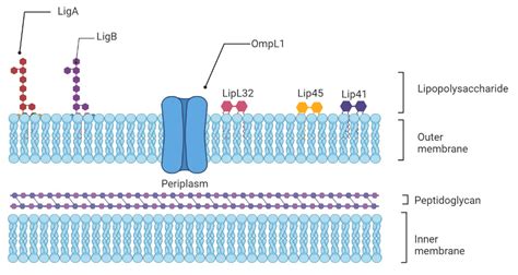 Weils Disease Encyclopedia Mdpi