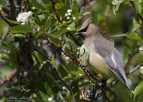 Blooming Hawthorn With An Adult Cedar Waxwing Mia Mcphersons On The