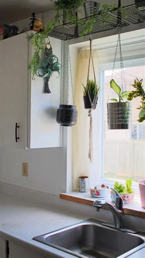 Ceiling Plants In The Kitchen Latest Ideas Kitchen Plants House Plants