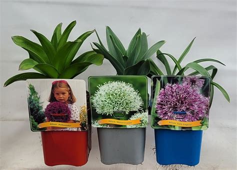 Allium Mount Everest Bitkiler Toptan Satış FlorAccess