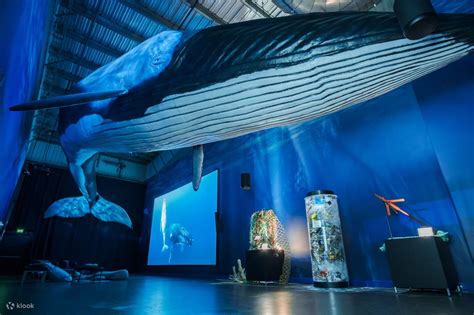 Whales Of Iceland Museum In Reykjavik Klook