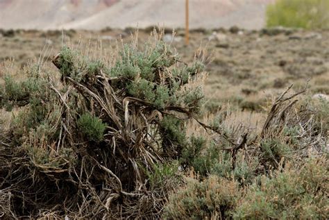 Free Stock Photo Of Dry Shrub Download Free Images And Free Illustrations