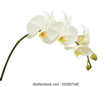 Beautiful White Phalaenopsis Orchid Flowers Isolated Stock Photo Edit