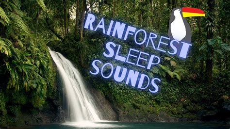 Rainforest Sleep Sounds YouTube