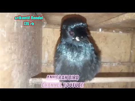 Update Stok Terbaru Abadi Bird Cibinong Tanggal Desember