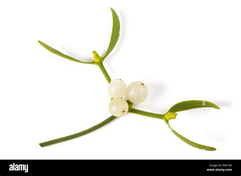 Mistletoes Hi Res Stock Photography And Images Alamy