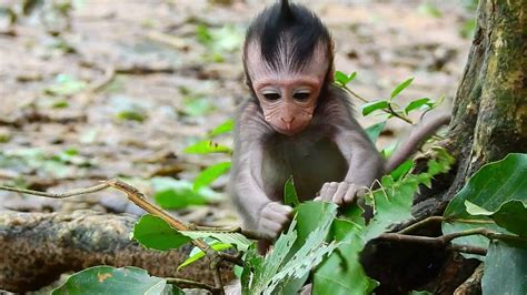 Amazing Jinx Cute Baby Monkey Doing Well Nice Body With Tree Our Girl