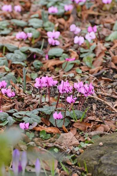 Images Cyclamen Coum 'Silver Leaf' - Images of Plants and Gardens ...