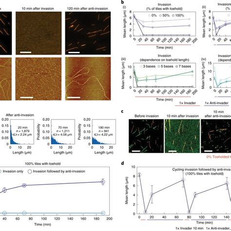 Schematics Of DNA Nanotube Self Assembly And Proposed Control