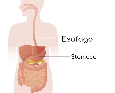 Apparato Digerente Struttura E Funzioni Microbiologia Italia