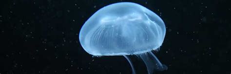 Jellyfish Anatomy - Animal Facts and Information