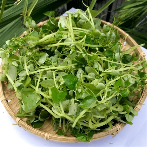 rau cang cua kamereo