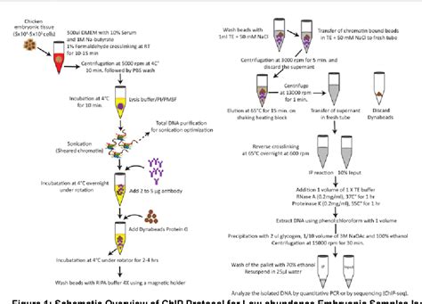 figure   chromatin immunoprecipitation chip protocol