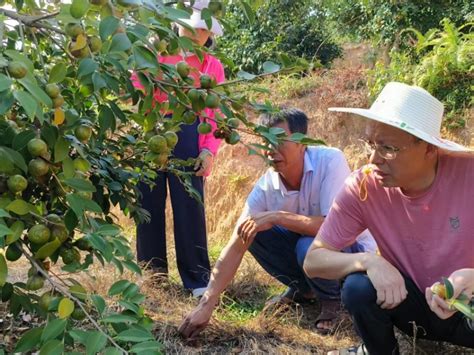 叶日山在安远指导油茶品种识别工作 江西林科网