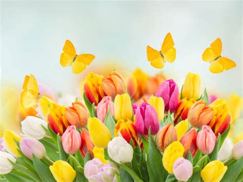 1,800+ Pink Tulips And Butterflies Stock Photos, Pictures & Royalty ...