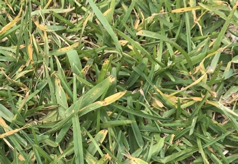 St Augustine Grass Turning Yellow 10 Reasons Fixes LawnsBesty