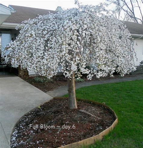 Weeping Flowering Cherry Tree Dwarf Weeping Yoshino Flowering Cherry