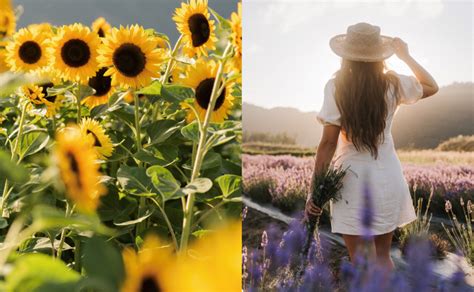 Lower Mainland's largest flower festival makes summer debut - Vancouver ...