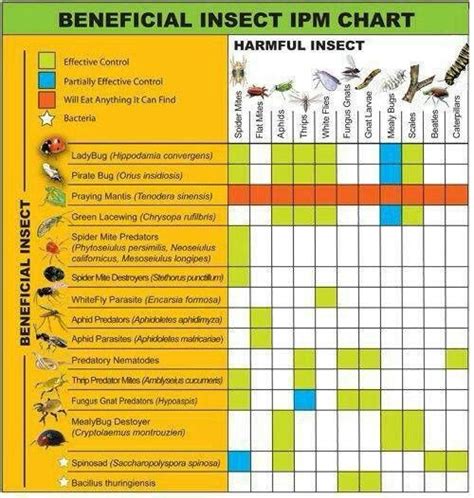 Beneficial Bug Chart Beneficial Insects Natural Pest Control Hydroponic Farming