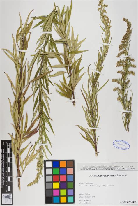 Artemisia Verlotorum Lamotte Museo Regionale Di Scienze Naturali