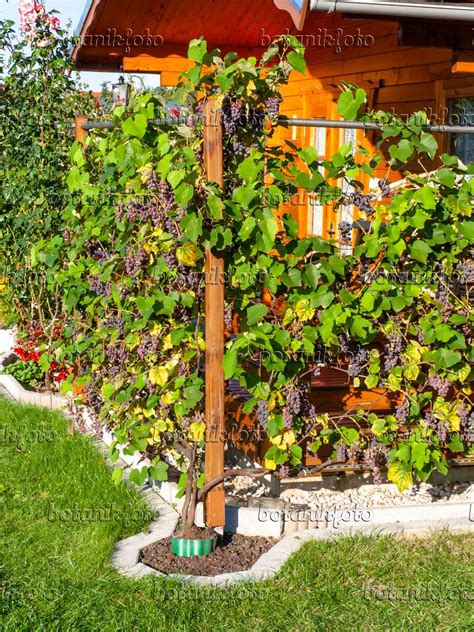 Grape Tree Garden