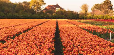 Amsterdam Tulip Festival | Scandinavian Traveler by SAS