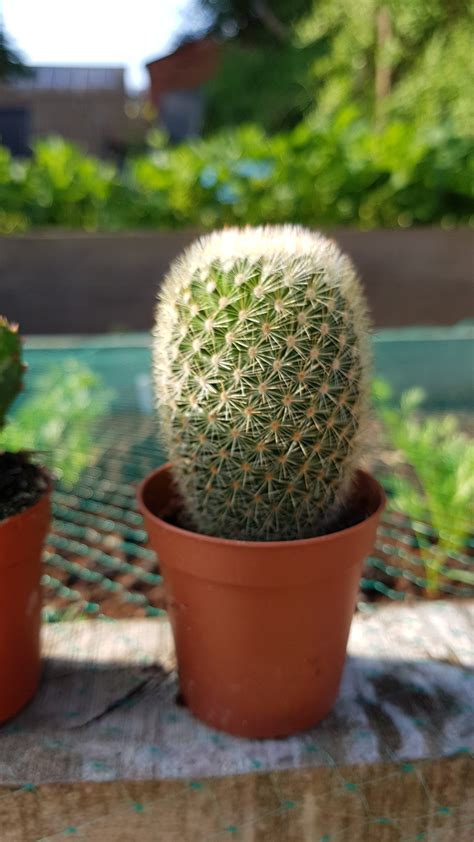 Cacti Identification — BBC Gardeners' World Magazine