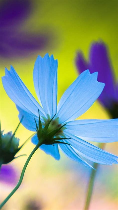 Flower Blue Flower HD Phone Wallpaper Pxfuel