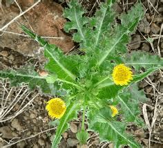 16 Medicinal Health Benefits Of Sonchus oleraceus (Sow Thistle) - Agric4Profits