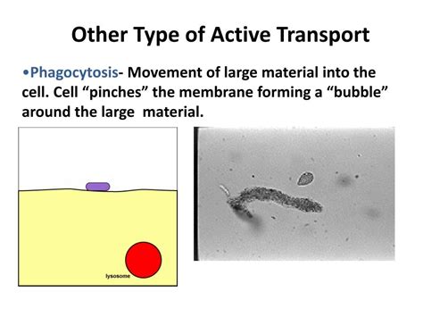 Ppt Day 14 Do Now What Happens When You Put Salt On A Slug Or A