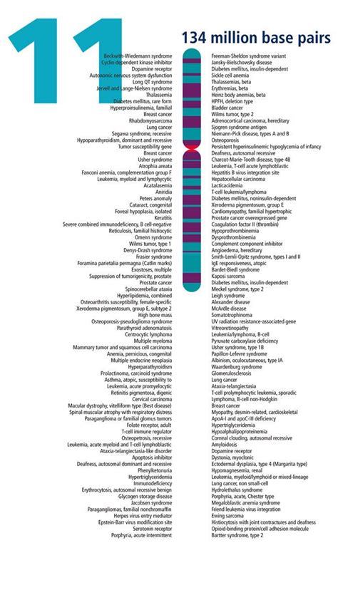 Human genome, Genome project, Chromosome