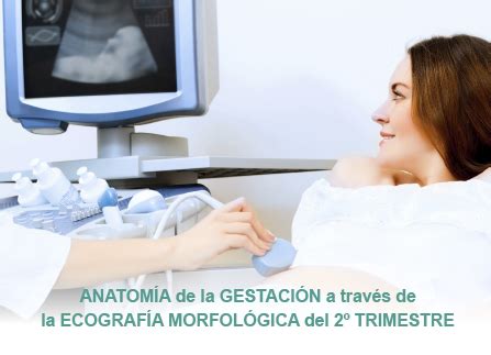 Actualización de la anatomía del segundo trimestre de la gestación a